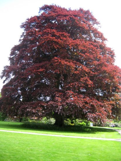 Fagus Sylvatica, Types Of Trees, Weird Trees, Copper Beech, Amazing Trees, Beech Tree, Detox Program, Beautiful Trees, Ornamental Trees