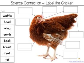 Label a Chicken Chicken Unit Study, Chicken Activities, Chicken Anatomy, Chicken Hatching, Egg Hatching, Farm Lessons, Chicken Life Cycle, Kindergarten Homeschool Curriculum, Farm Unit