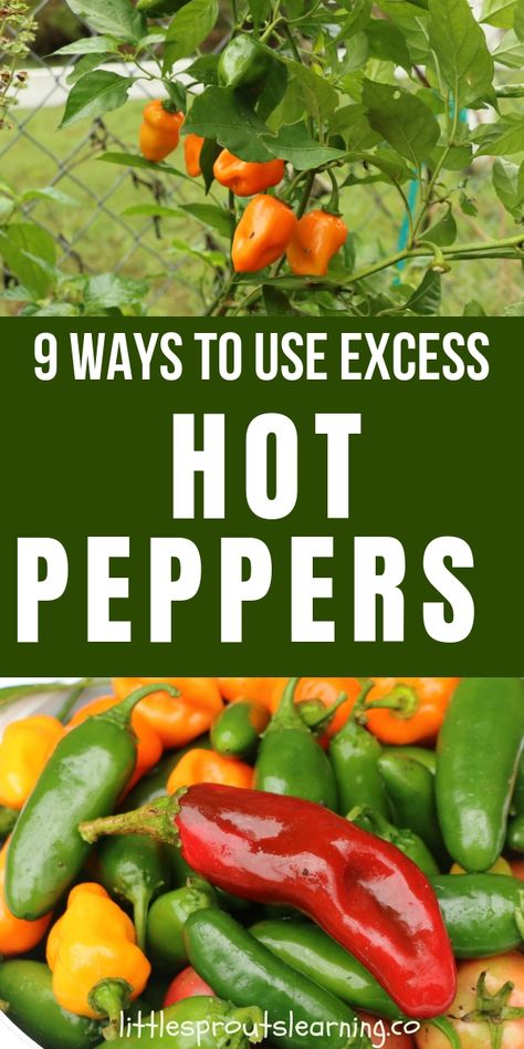 Freezing Peppers From Garden, Dry Chili Peppers, Long Hot Peppers, Freezing Veggies, Scoville Scale, Gardening Knowledge, Hot Pepper Recipes, Chili Pepper Recipes, Frugal Food