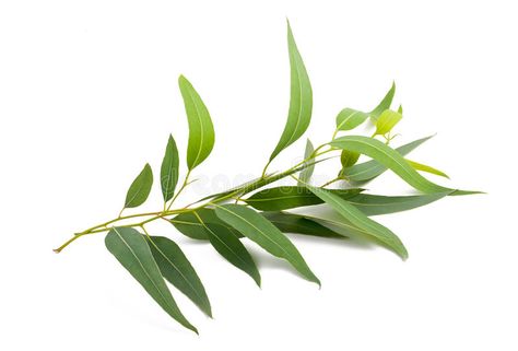 Eucalyptus branch. Isolated on white background , #Affiliate, #branch, #Eucalyptus, #Isolated, #background, #white #ad List Of Essential Oils, Eucalyptus Globulus, Feuille Eucalyptus, Fresh Eucalyptus, Eucalyptus Branches, Eucalyptus Oil, Eucalyptus Essential Oil, Best Essential Oils, Eucalyptus Leaves