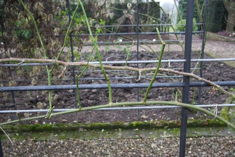 Roses Trellis, Rose Fence, Yellow Climbing Rose, Climbing Roses Trellis, Red Climbing Roses, Summer Display, Rose Plant Care, Wire Trellis, Climbing Flowers