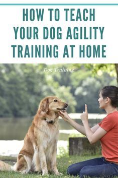 How to teach your dog Agility Dog Training, American Alsatian, Dog Diy Projects, Dog Agility Training, Train A Dog, Agility Training For Dogs, Easiest Dogs To Train, Training At Home, Dog Training Classes