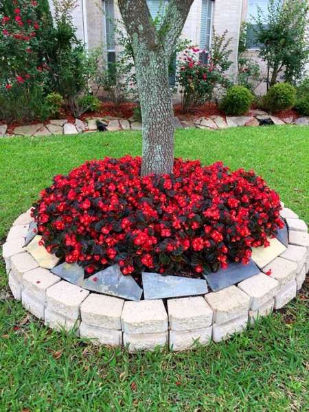 Raised flower bed around tree, with red flowers #flowerbed #flowerpot #planter #gardens #gardenideas #gardeningtips #decorhomeideas Front Yard Flowers, Landscaping Around Trees, Raised Flower Beds, Plant People, Flower Bed Designs, Big Garden, Garden Yard Ideas, Front Yard Garden, Garden Edging