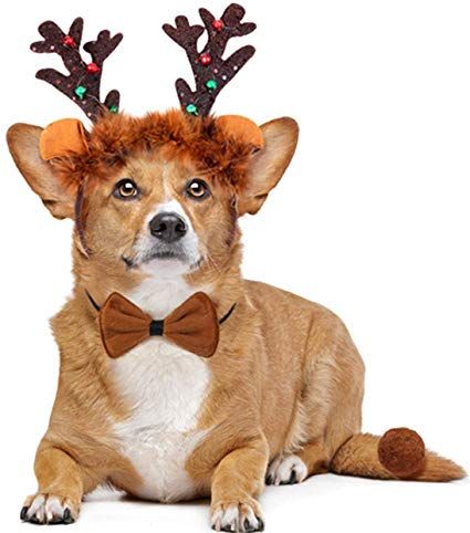 Reindeer Costume for Dogs, Christmas   Dog reindeer antler stretches from 4" to 8" wide in diameter. Good for medium to large dogs 7" tall brown plush reindeer ears with brown satin Fabric coated headband for dog's comfort Puppy bowtie collar is 7-11 inch Perfect for Christmas parties, photo shoots, daily wear or any other occassions Dog Reindeer Antlers, Reindeer Antlers Headband, Dog Reindeer, Costume For Dogs, Antlers Headband, Sausage Dog Puppy, Reindeer Outfit, Reindeer Ears, Reindeer Costume