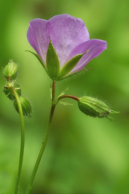 Wild geranium | Debbie | Flickr Wild Geranium, Flower Mural, Geranium Flower, Geranium Oil, Geranium Essential Oil, Flower Essences, Indoor Flowers, Garden Flowers, Delicate Flower