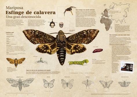 Skull sphinx butterfly infographic Butterfly Infographic, Looking For Someone, Data Visualization, Life Cycles, Moth, Insects, Bee, Animals, Design