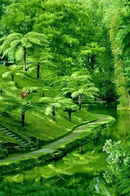 Photo Green Forest, Green Nature, Alam Yang Indah, Green Trees, Lush Green, Nature Wallpaper, Amazing Nature, Nature Pictures, Botanical Gardens