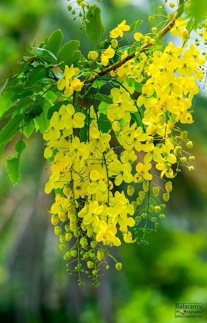 mis imágenes Yellow Flowers Names, Yellow Plants, Indian Flowers, Wallpaper Nature Flowers, Beautiful Flowers Wallpapers, Beautiful Rose Flowers, Beautiful Flowers Pictures, Beautiful Nature Pictures, Flowering Trees