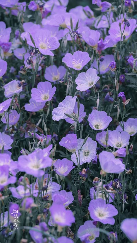 Purple Flowers Field, Plants Purple, Overgrown Garden, Pretty Flowers Pictures, Purple Flowers Garden, Purple Vibe, Butterfly Wallpaper Iphone, Beautiful Flowers Photos, Nothing But Flowers