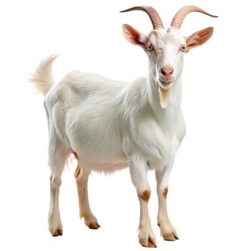 saanen goat,goat,goats,goat free,goat transparent,goat head,the goat,goat transparent background,transparent goat,transparent goatee,goat horns,goatee transparent,goatee,mustache and goatee,goatee clipart,eid al adha goat,christmas goat clipart,pygmy goat silhouette,goat meat clipart,goat horns tattoo,picture of a goats eye,goat face clipart,goat free clipart,goat eating grass,goat tattoo designs,goat black and white clipart,goat eyes images,goat side profile drawing,damascus goat skull for sale,traditional goat tattoo flash,billy goat clip art,goat clipart free,market goat boer goat silhouette,picture of masonic goat rider,images of goat eyes,capricorn goat head tattoo,messi goat photo,cartoon cute goat drawing,black goat photos,pictures of goat heads,goat head silhouette,goat clip art im Goat Horns Tattoo, Traditional Goat Tattoo, Pictures Of Goats, Goat Black And White, Cute Goat Drawing, Saanen Goats, Goat Head Tattoo, Meat Clipart, Damascus Goat