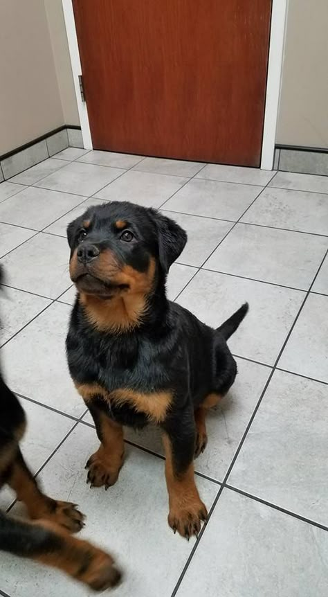 ROTTWEILER - female, 13 weeks, 32 pounds. Female Rottweiler, Rottweiler Female, Cute Puppies Rottweiler, Funny Rottweiler Pictures, German Dog Breeds, Rottweiler Full Grown, Rottweiler Lovers, Rottweiler Love, Bulldog Breeds