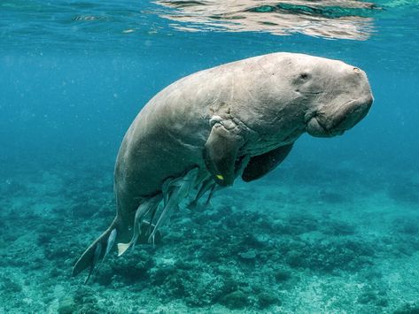 The Dugong, a Huggable, Seagrass-Loving Sea Cow, Has a New Best Friend: Drones | Science | Smithsonian Magazine Aquatic Animal, Ocean Friends, Tattoo Nature, Sea Cow, Water Birds, Cute Disney Pictures, Manatees, Aquatic Animals, Endangered Animals