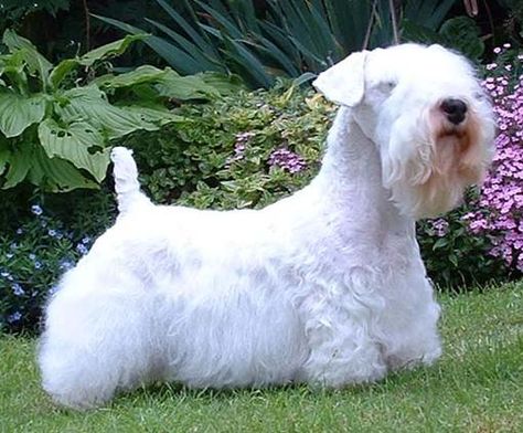 Low Shedding Dogs, Dog Breeds That Dont Shed, Scottish Terrier Puppy, Sealyham Terrier, Hairless Dog, Dog Toilet, Silky Terrier, Hypoallergenic Dogs, Love My Dog