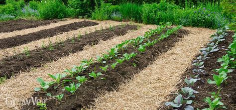 In this video and article we're going to explore just how no-till gardening can save you time and effort - and all while boosting the health and vitality of your soil... Cheap Garden Beds, Row Gardening, Dig Gardens, Gardening Techniques, Market Garden, Veg Garden, Home Vegetable Garden, Organic Gardening Tips, Vegetable Garden Design