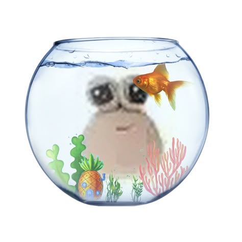 Fish Profile Picture, Fishbowl Pfp, Fish Pfp, Pfp Animal, Pet Goldfish, Fish Cute, Brain Drain, Funny Fish, Fish Icon