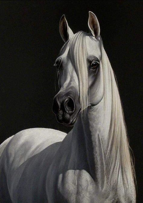 Drawing Horse, Equine Artwork, Horse Art Drawing, Art Horse, White Horse, Horse Painting, Horse Art, Art Drawing, Rush