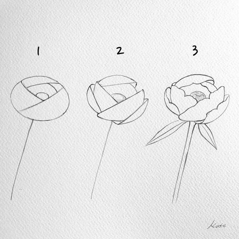 Draw Peony, Draw Flowers Watercolor, Draw A Flower, Flowers For Beginners, Flowers Step By Step, How To Draw Flowers, Peony Drawing, Ancient Drawings, Pop Art Images