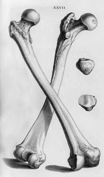 The human femur is the longest, strongest and heaviest bone Femur Bone Tattoo, Bones Illustration, Bone Drawing, Femur Bone, Skull Anatomy, Art Cabinet, Skeleton Drawings, Bone Tattoos, Human Bones