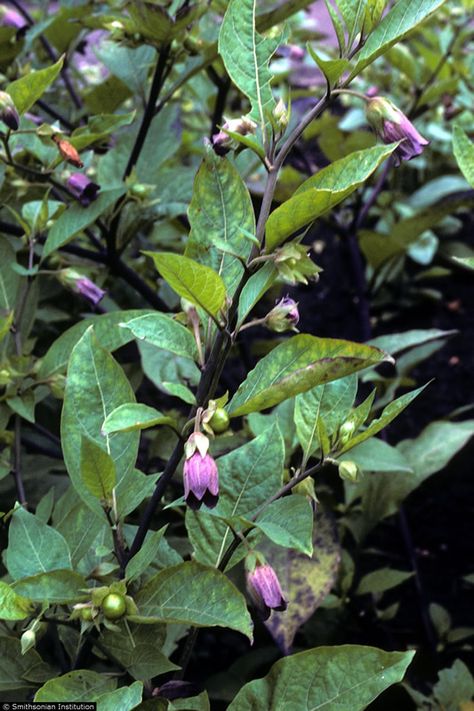 Belladonna Flower, Nightshade Flower, Nightshade Plant, Path Edging, Wildflower Photo, Poisonous Plants, Astral Travel, Traditional Medicine, Native Plants