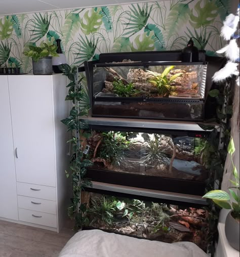 Bedroom With Reptile Tank, Reptile Room Aesthetic, Reptile Room Ideas, Snake Room, Reptile Rack, Reptile Tanks, Snake Cages, Snake Terrarium, Snake Enclosure