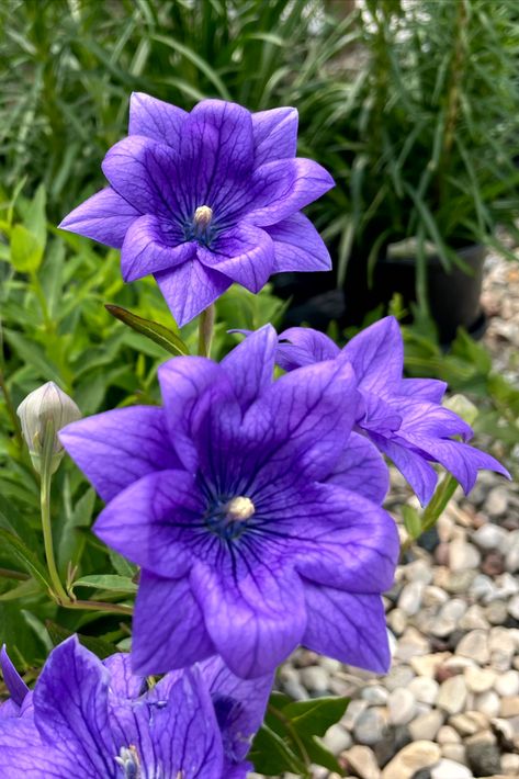 Bellflower Bouquet, Platycodon Grandiflorus, Balloon Flowers, Blue Balloons, Pinterest Board, Flowers Bouquet, Art Stuff, Perennials, My Garden