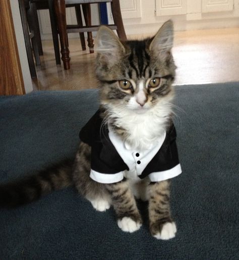 This guy is concerned the best man will pull some of his famous shenanigans so hes ready to step in - just in case.. Cat Wedding, Wedding Pets, Tuxedo Wedding, Dog Wedding, Funny Cat Memes, Custom Cat, Doja Cat, Funny Animal Pictures, Tuxedos