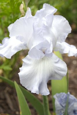 Iris Wedding, Iris White, White Iris, Iris Garden, Garden Bulbs, Moon Garden, Bearded Iris, Rare Flowers, Climbing Roses