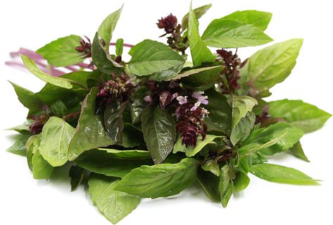 Cinnamon Basil Information, Recipes and Facts Basil Growing, Growing Basil Indoors, Cinnamon Basil, Apricot Recipes, Ghost Plant, Growing Basil, Basil Recipes, Basil Plant, Basil Chicken