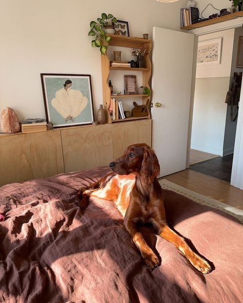 some photos from June ☀️💫 Minnow has been getting all my attention lately 🙈 but next week I’m FINALLY wallpapering the bathroom 👀 . . . . Modern bohemian art #homedecor decor home #inspo #homeinpso #irishsetter Irish setter puppy interiors #interior #diy #homedesign #aesthetic Aesthetic Dog Photos, Setter Dogs, Golden Retriever Apartment, Golden Lab Aesthetic, Irish Setter Aesthetic, Irish Setter Puppy, Setter Puppies, Gorden Setter Dog, Dog Bedroom