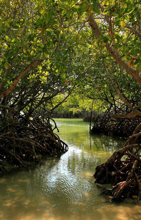 Mangrove Swamp, Ancient Greek Sculpture, Mangrove Forest, Forest Photos, Lakefront Homes, Natural Landscapes, Forest Painting, Forest Photography, Tropical Forest