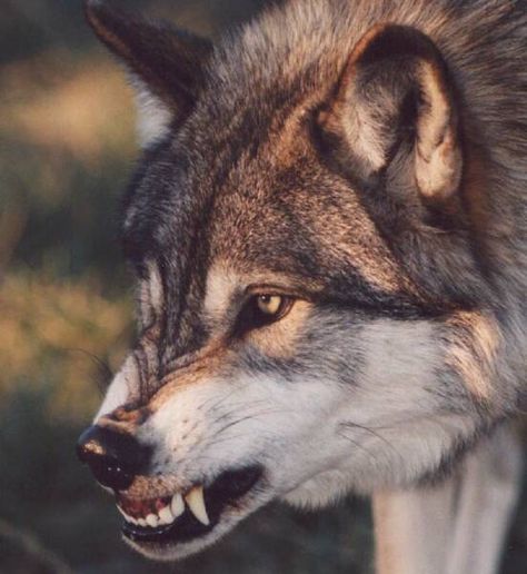 Dog Poetry, Snarling Wolf, Wolf Poses, Werewolf Aesthetic, Wolf Character, Wolf Images, Wolf Photos, Creature Artwork, Wolf Love