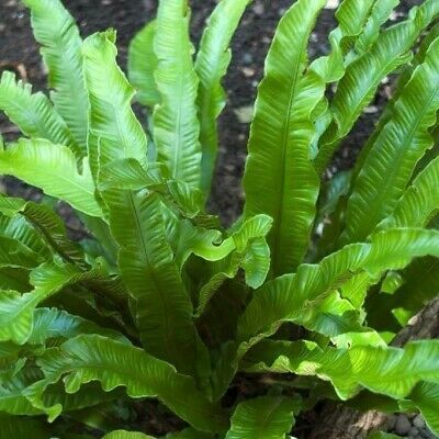 Harts Tongue Fern, Asplenium Scolopendrium, Water Ferns, Plants For Small Gardens, Types Of Ferns, Australian Trees, Japanese Forest, Ferns Garden, Thomas Hardy