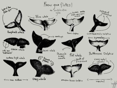 Drawing Whale, Whale Fluke, Whale Tattoo, Whale Tattoos, Simple Tattoo Designs, Science Illustration, Whale Art, Whale Print, How To Make Drawing