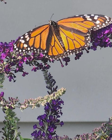 I’m absolutely in love with my butterfly bush in the backyard! 🌿 It’s such a joy to see all the different insects and butterflies it attracts. Each day feels like a new gift as I get to experience various bugs coming by to collect its pollen. There’s something so magical about watching nature up close and seeing how this little bush brings so much life to my garden. 🦋🐝 What’s your favorite part of your garden? Let me know in the comments! #ButterflyBush #GardenLove #NatureMagic #InsectFrie... My Butterfly, Butterfly Bush, My Garden, Each Day, Bugs, Insects, Butterflies, In Love, Let Me