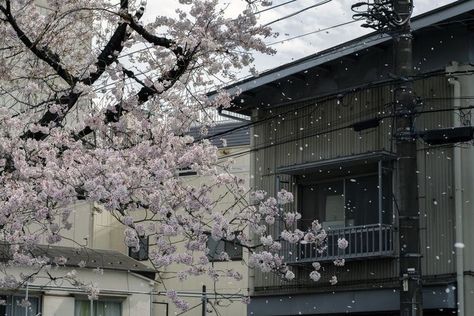 Sawako Core, Pinterest Feed, Japan Aesthetic, Aesthetic Japan, Japanese Aesthetic, Nature Aesthetic, Pretty Places, Aesthetic Photo, Pretty Pictures