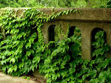 Kudzu Vine, Picture Tree, Invasive Plants, Invasive Species, Ornamental Plants, Green Nature, Photo Projects, Abandoned Houses, Arts And Crafts Projects