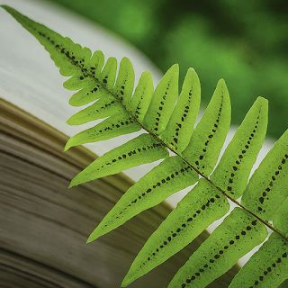 Pteridophytes: Plant Kingdom NOTES Class 11 / NEET - 2025 / NEET - 2026 Plant Kingdom Notes Class 11, Plant Kingdom Notes, Neet 2025, Neet Notes, Age Calculator, Reflection And Refraction, Plant Kingdom, Class 11, Science Notes