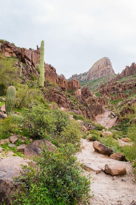 Az Photoshoot, Gold Canyon Arizona, Superstition Mountains Arizona, Agave Attenuata, Arizona Adventure, Arizona Vacation, Arizona Road Trip, Arizona Photography, Superstition Mountains