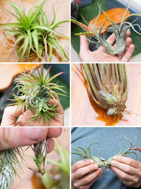 Types Of Air Plants, Air Plants Diy, Air Plant Care, Air Plant Garden, Air Plants Decor, Air Plants Care, Air Plant Display, Tillandsia Air Plant, Air Plant Terrarium