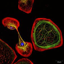 Christian Zuppinger - Confocal fluorescence microscopy of cultured cells Confocal Microscopy, Student Exhibition, Fluorescence Microscopy, Heart Muscle, Microscopes, Molecular Biology, Biology