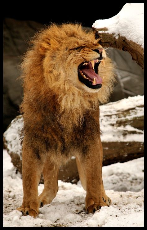 Lion Growling, Lions Den, The Tribe Of Judah, Jungle Cats, Mountain Lions, Earth Song, Lion And Lioness, Majestic Lion, Lion Love