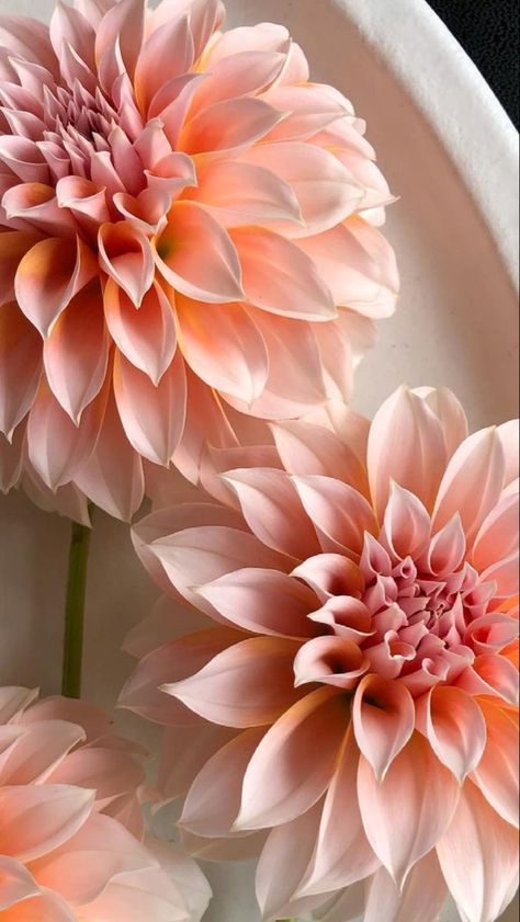 Dhalia Aesthetic Wallpaper, Dalia Flower Aesthetic, Dhalia Aesthetic, Dahlia Flower Wallpaper, Dahlia Wallpaper, Dalia Flower, Wallpaper Flower, Flower Iphone Wallpaper, Aesthetic Flowers