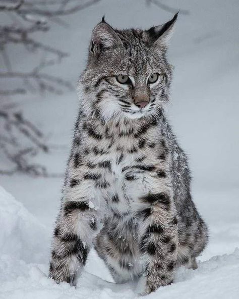 Bobcat Photography, Small Wild Cats, Exotic Cats, November 12th, Pretty Animals, Cute Wild Animals, Snow Leopard, Warrior Cats, Lynx