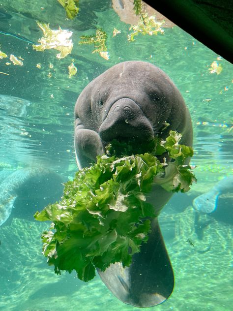 Manatee Aesthetic, Sea Manatee, Manatee Photography, Manatee Wallpaper, Manatee Art, Cute Manatee, Mammals Animals, Animal T Shirt, Wallpapers Beautiful