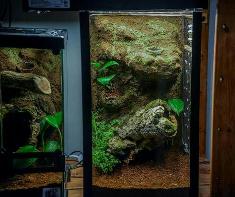 Custom tarantula enclosure. Aquarium conversion. Arboreal setup. 3D background. Tarantula Enclosure Ideas Terrestrial, Tarantula Setup, Arboreal Tarantula Enclosure, Arboreal Tarantula, Frog Enclosure, Tarantula Enclosure, Enclosure Ideas, Terrarium Ideas, Reptile Room