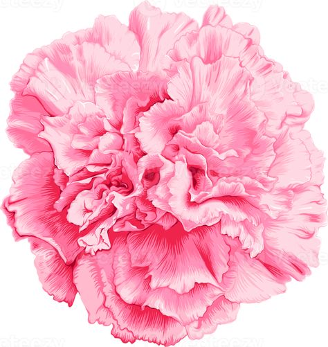 Pink Carnation flower drawing. Carnation Flower Drawing, Carnation Drawing, Pink Carnation Flower, Flower Png Images, Angel Artwork, Pink Painting, Pink Carnations, Carnation Flower, Flower Art Images