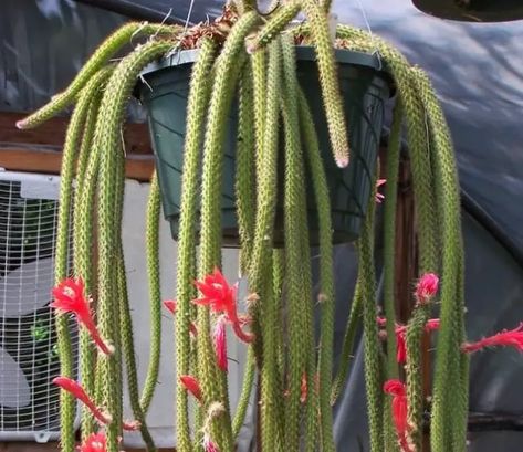 How to plant, grow and care for Rat tail cactus Dog Tail Cactus, Cactus Propagation, Rat Tail Cactus, Cactus Care, Rat Tail, In The Wild, The Plant, Orange Flowers, Cactus Plants