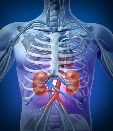 Kidneys are bean-shaped organs located on both sides of the spine, behind the stomach. Their main purpose is to keep the composition of blood in the body balanced to maintain good health. Human Kidney, Kidney Pain, Creatinine Levels, Kidney Detox, Body Diagram, Soft Ball, Kidney Damage, Kidney Cleanse, Healthy Heart