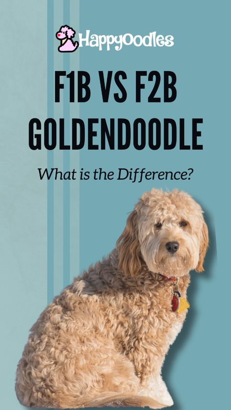 Dive into the unique characteristics of F1B vs F2B Goldendoodles! From their lovable temperaments to grooming essentials, this guide helps you decide which fluffy friend best fits your family's lifestyle. #Goldendoodles #F1BvsF2BGoldendoodle #DogLovers #Goldendoodle F2b Mini Goldendoodle, Big Goldendoodle, F2b Goldendoodle, Mini Doodle Dog, Goldendoodle Grooming Styles, Mini Goldendoodle Full Grown, F1bb Goldendoodle, Petite Goldendoodle, Goldendoodle Full Grown