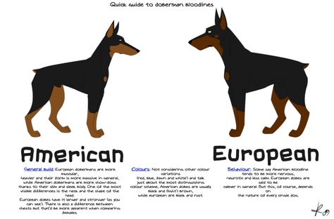 American Doberman vs German Doberman | Good European Breeder? - Doberman Forum : Doberman Breed Dog Forums American Doberman, Doberman Colors, Black And Tan Terrier, Doberman Breed, European Doberman, German Pinscher, Doberman Love, Doberman Pinscher Dog, Doberman Dogs